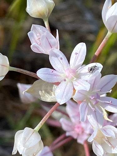 Allium hyalinum