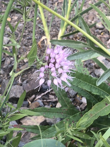 Allium hymenorhizum (Turkman allium) — photo