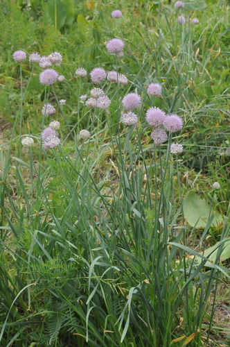 Allium hymenorhizum (Turkman allium) — photo