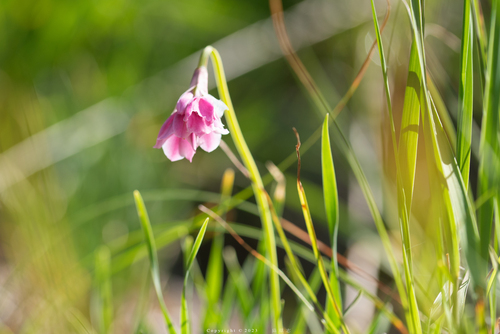 Allium insubricum (Lombardy garlic) — photo
