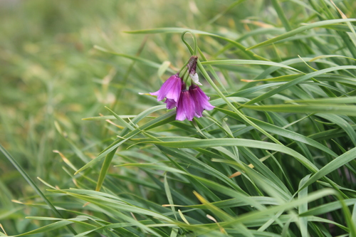 Allium insubricum (Lombardy garlic) — photo