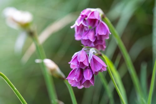 Allium insubricum
