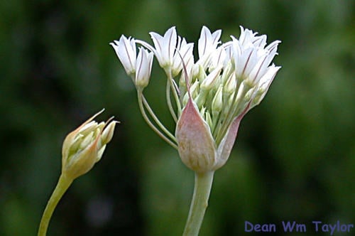 Allium jepsonii (Jepson's onion) — photo