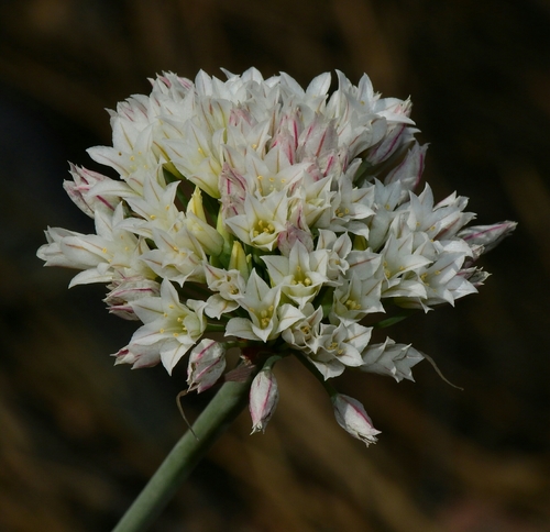 Allium jepsonii (Jepson's onion) — photo