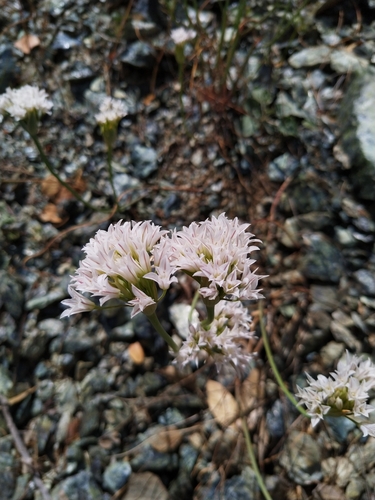 Allium jepsonii