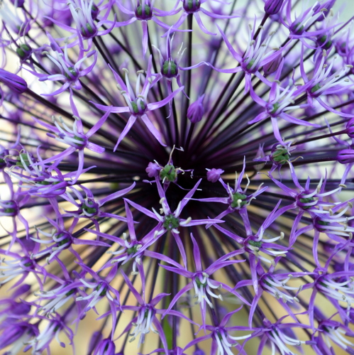 Allium jesdianum (Big ball onion) — photo