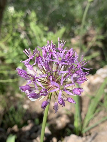 Allium jesdianum (Big ball onion) — photo