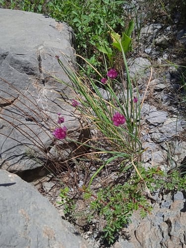 Allium jodanthum