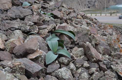 Allium karataviense (Turkestan onion) — photo