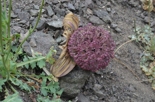Allium karataviense (Turkestan onion) — photo