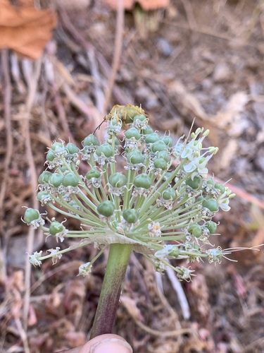 Allium koelzii — photo