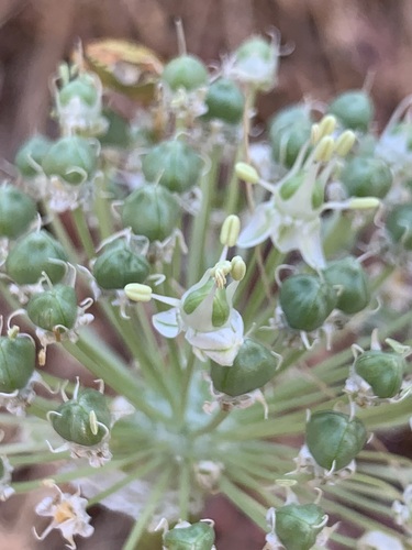 Allium koelzii