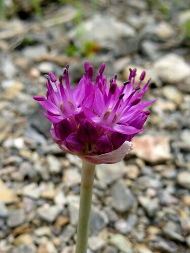 Allium komarowii — photo
