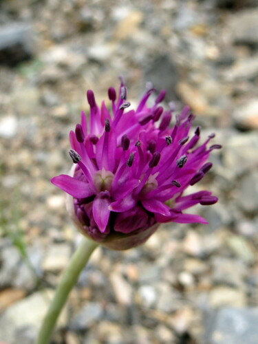Allium komarowii — photo
