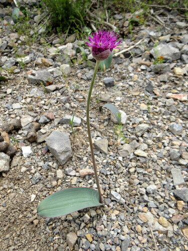 Allium komarowii