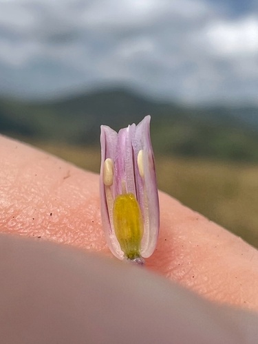 Allium kunthianum — photo