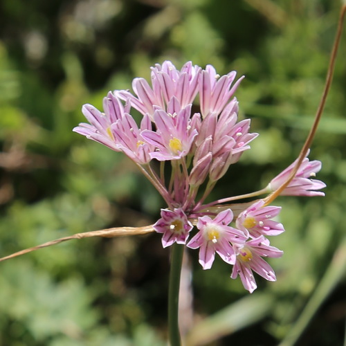 Allium kunthianum