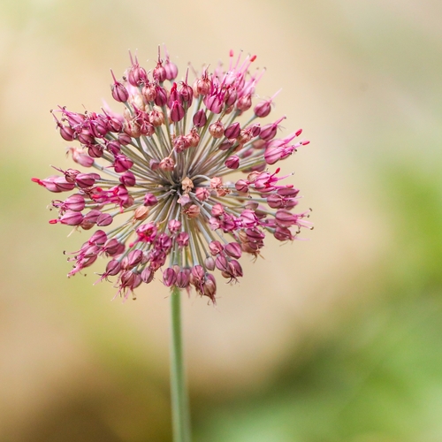 Allium kurssanovii
