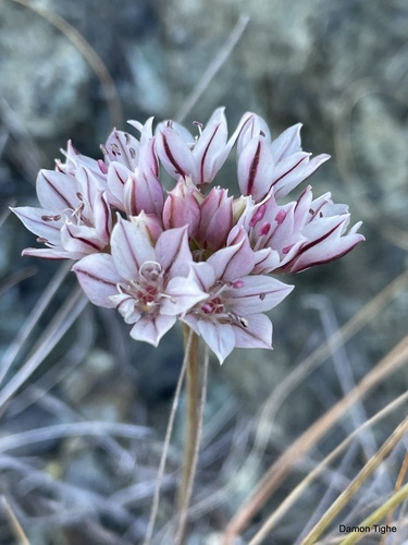 Allium lacunosum (Pitted onion) — photo