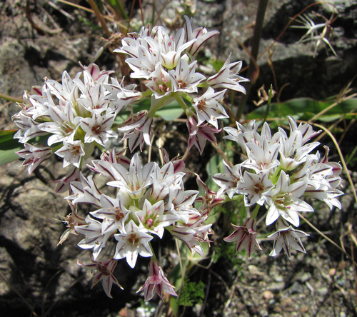 Allium lacunosum (Pitted onion) — photo