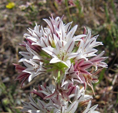 Allium lacunosum