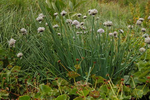 Allium ledebourianum (Chinese Chives) — photo