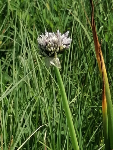 Allium ledebourianum (Chinese Chives) — photo