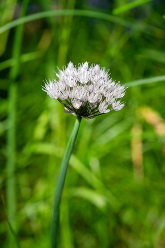 Allium ledebourianum