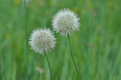 Allium leucocephalum — photo