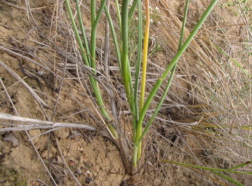 Allium leucocephalum — photo