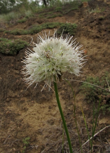 Allium leucocephalum
