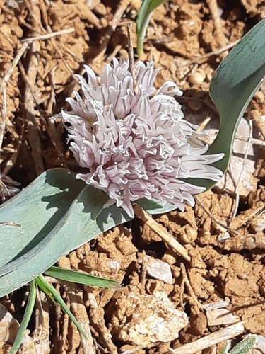 Allium libani (Lebanese allium) — photo