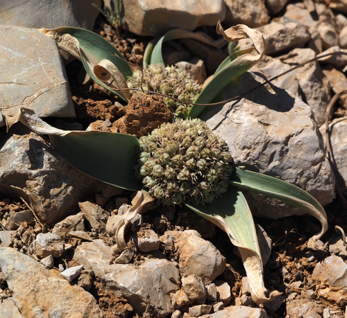Allium libani (Lebanese allium) — photo