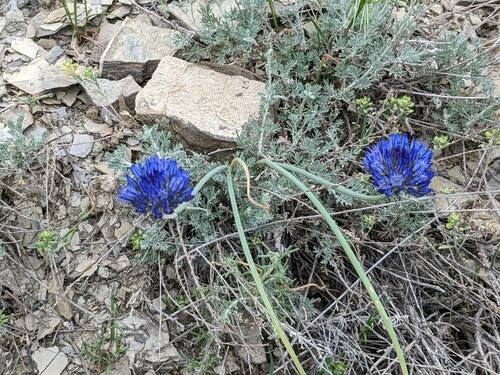 Allium litvinovii (Litvinov's allium) — photo