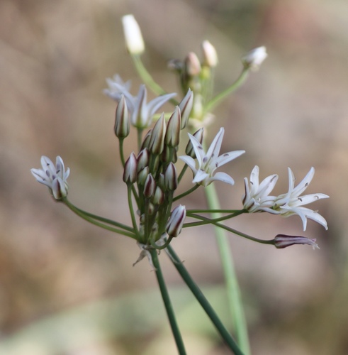 Allium longifolium (Kunth's Onion) — photo