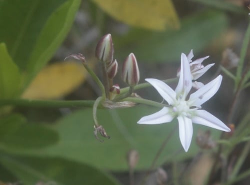 Allium longifolium