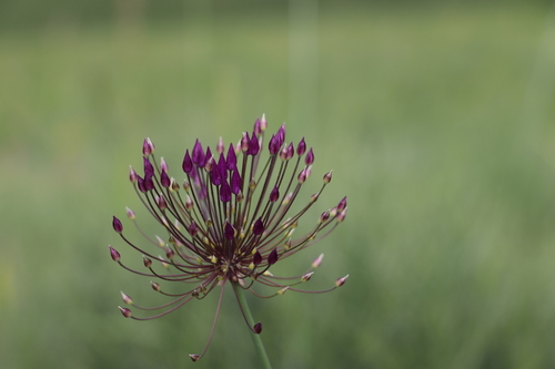 Allium longiradiatum — photo