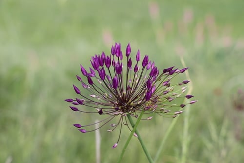 Allium longiradiatum
