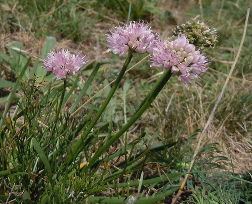 Allium lusitanicum — photo