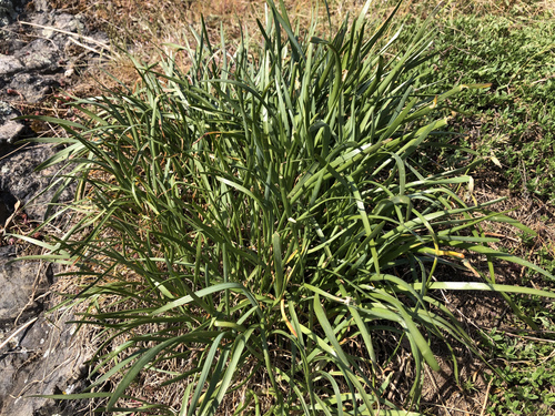 Allium lusitanicum — photo