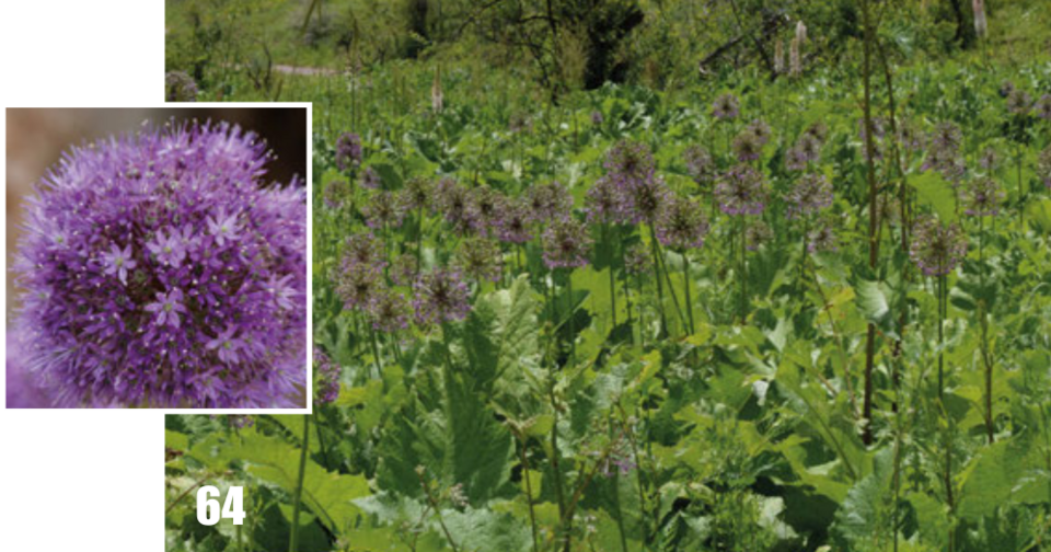 Allium macleanii (Oriental Royal Salep) — photo
