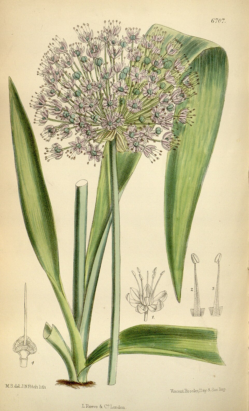 Allium macleanii (Oriental Royal Salep) — photo