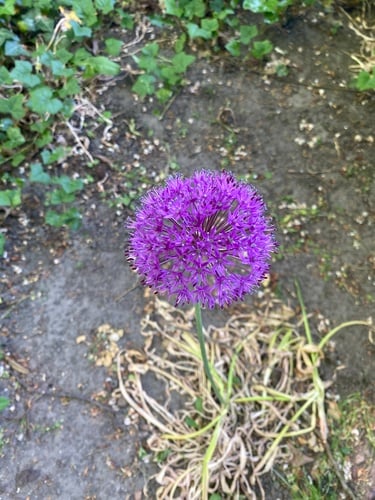 Allium macleanii