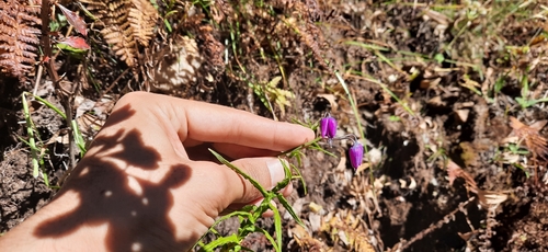 Allium macranthum (Flowering grass onion) — photo