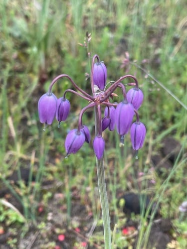 Allium macranthum