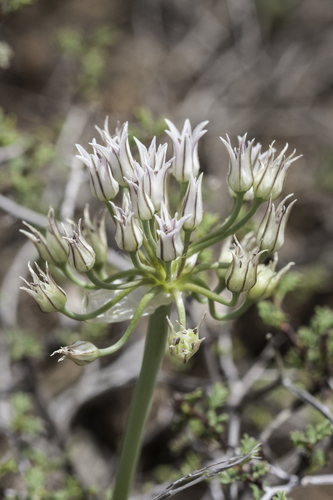 Allium macropetalum (Largeflower wild onion) — photo