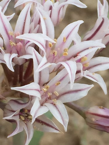 Allium macropetalum (Largeflower wild onion) — photo