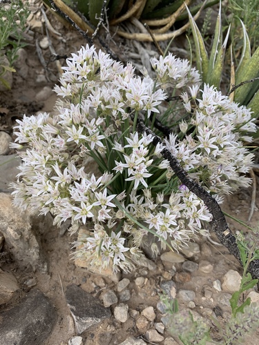 Allium macropetalum