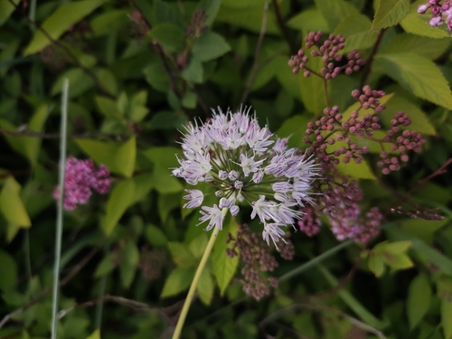 Allium macrostemon (Chinese field garlic) — photo
