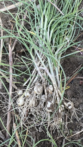 Allium macrostemon (Chinese field garlic) — photo